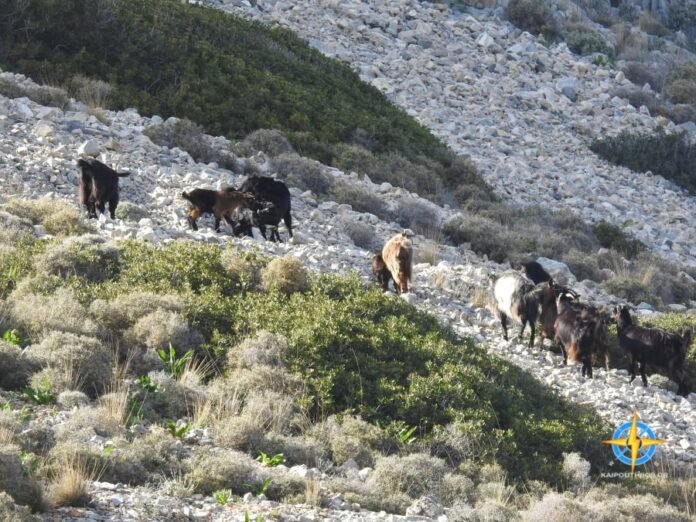 ΑΝΕΠΙΤΗΡΗΤΑ