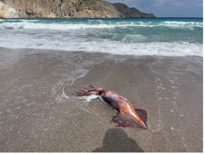 Καταγραφή