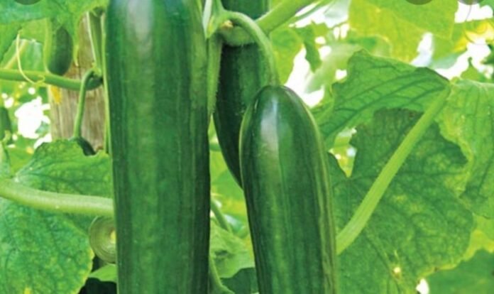 Screenshot_20210811-112839_Google-1024x609