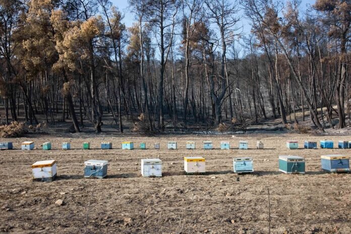 Aftermath Of The Wildfires In Greece