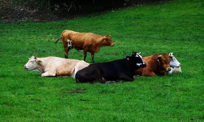 resting-cows-cattle-herd-ruminating-cows