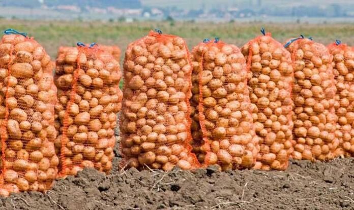 patates1