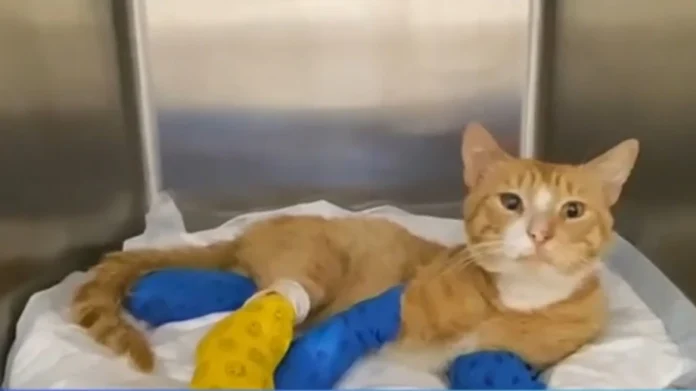 gatos
