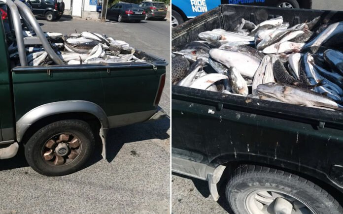 kypros-xekinise-to-epidotoumeno-psarema-gia-tous-lagokefalous