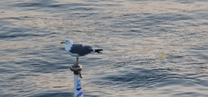aegean sealines anemos