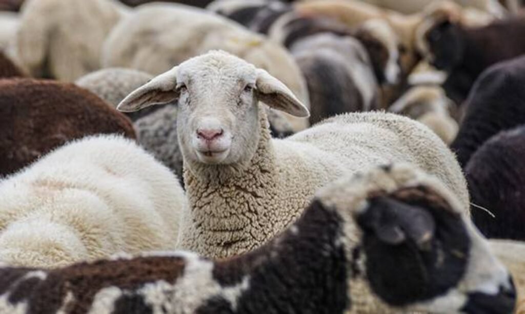 ΕΕΕΔΕΕ: Πάνω από 423 χιλιάδες ζώα έχουν θανατωθεί λόγω ευλογιάς