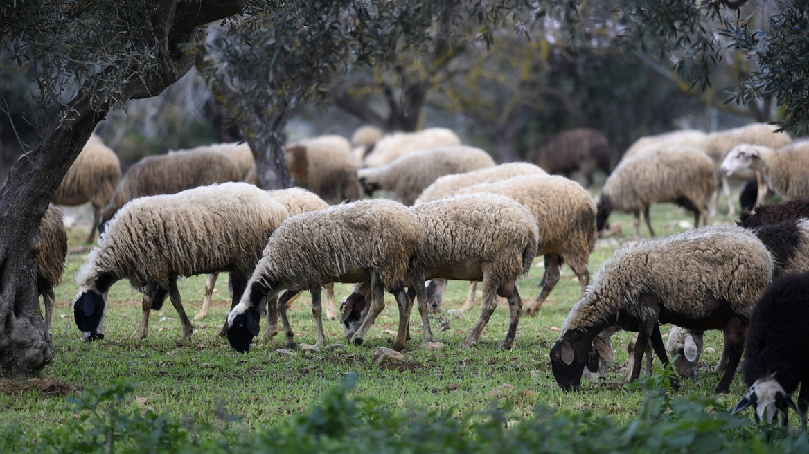 Οριστικό τέλος στην «τεχνική λύση» – Με τα τιμολόγια για γάλα, κρέας και ζωοτροφές θα πιστοποιείται ο αριθμός των ζώων κάθε μονάδας