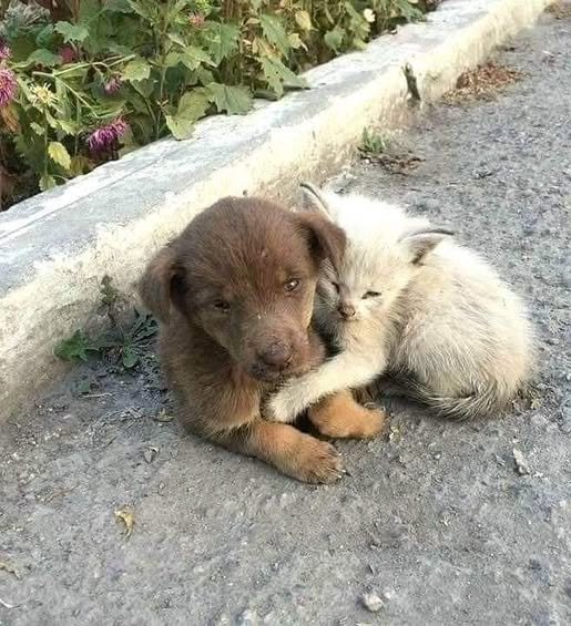 Προσοχή στα ζωάκια λόγω της κακοκαιρίας