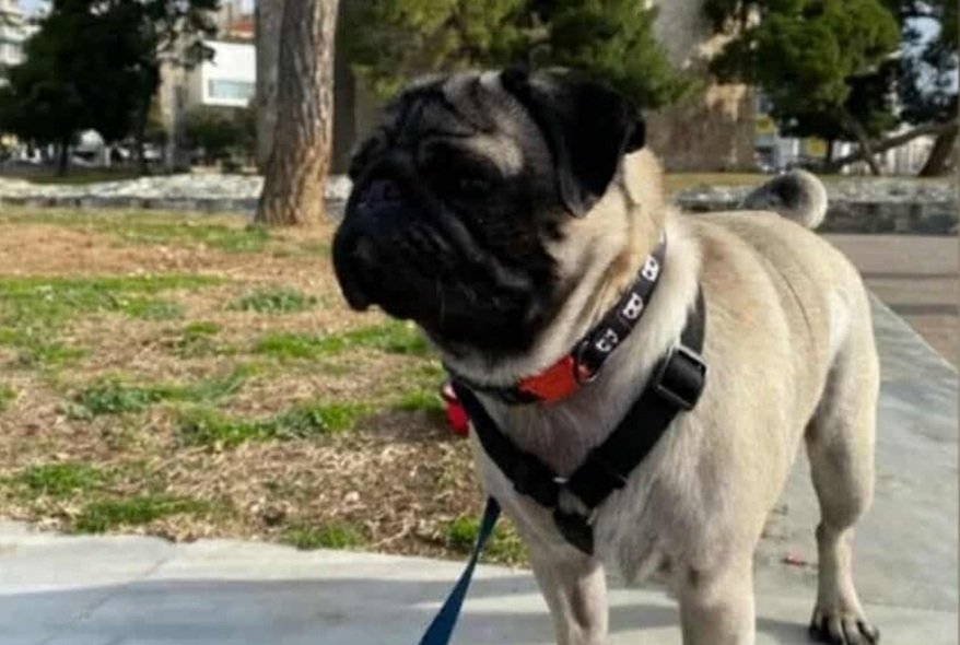 Άρπαξαν παγκ σκυλάκι ενώ ήταν δεμένο έξω από κατάστημα.Έκκληση ιδιοκτήτριας