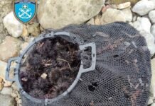 Είχε αλιεύσει παράνομα διακόσια τεμάχια αχινούς